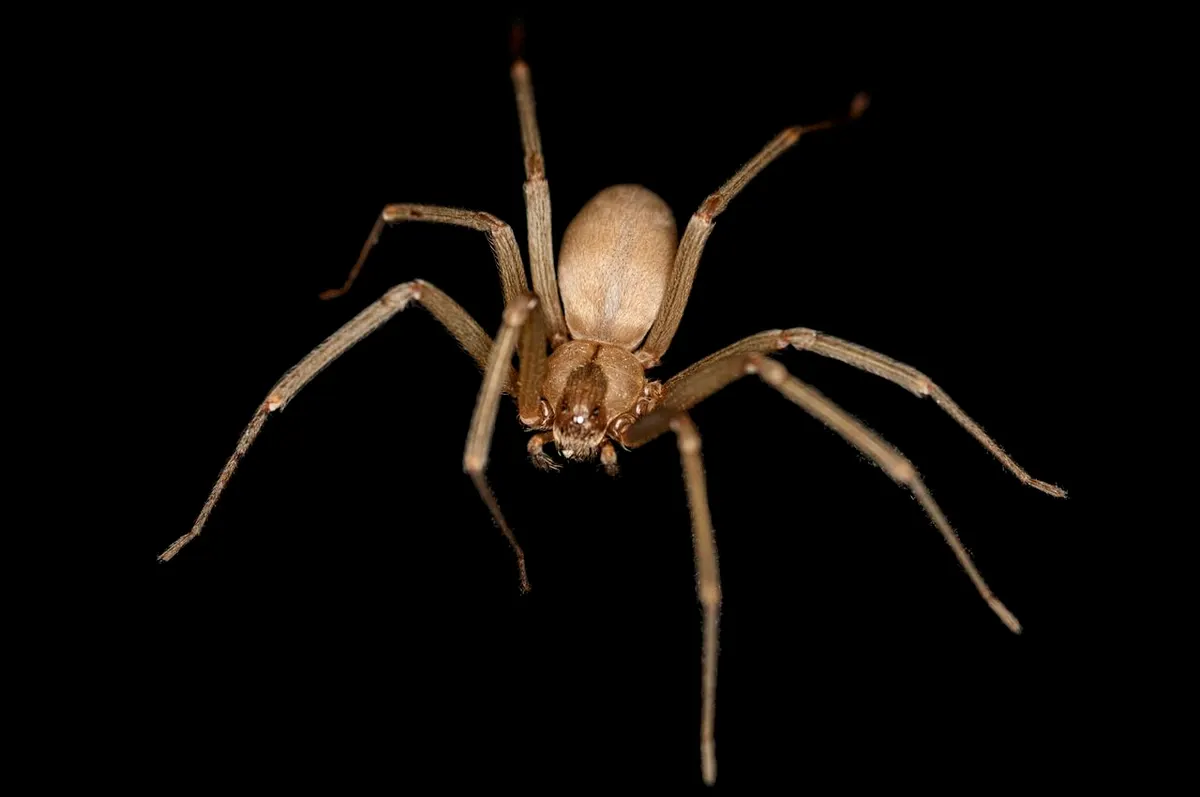 Brown Recluse Spider