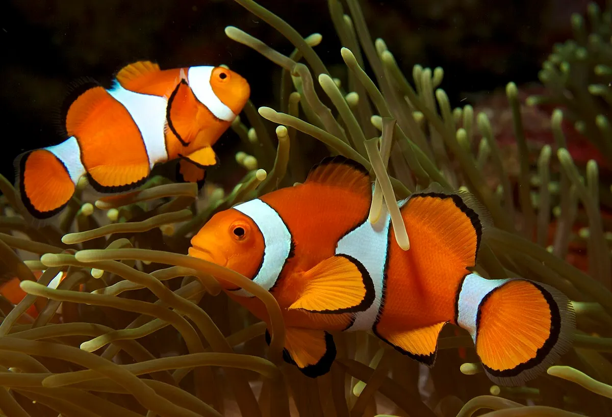 Orange Clownfish
