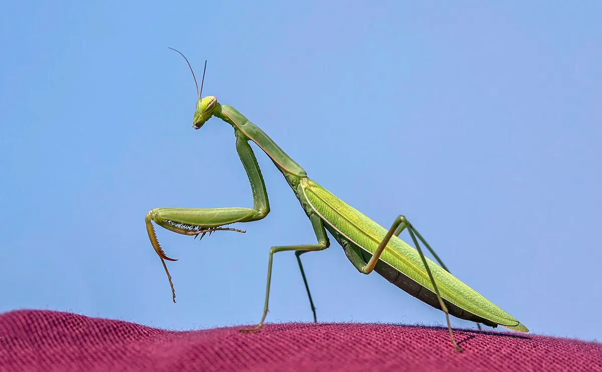 European Praying Mantis
