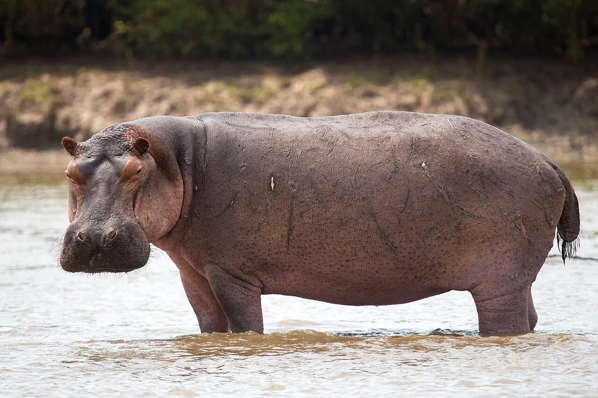 Common Hippopotamus