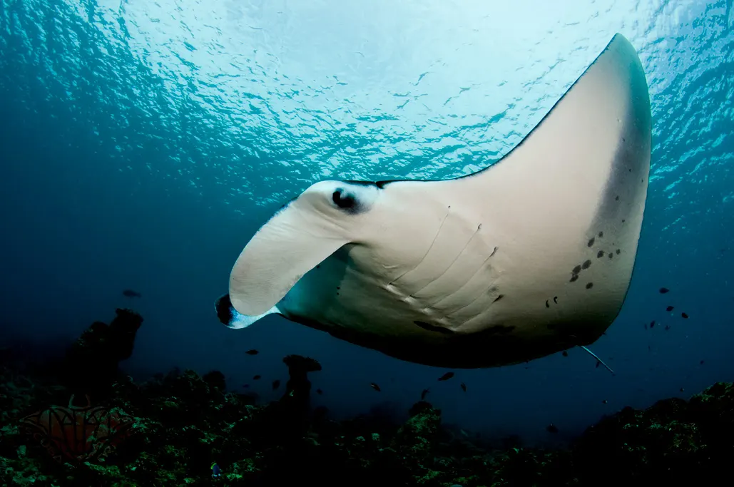 Giant Oceanic Manta Ray