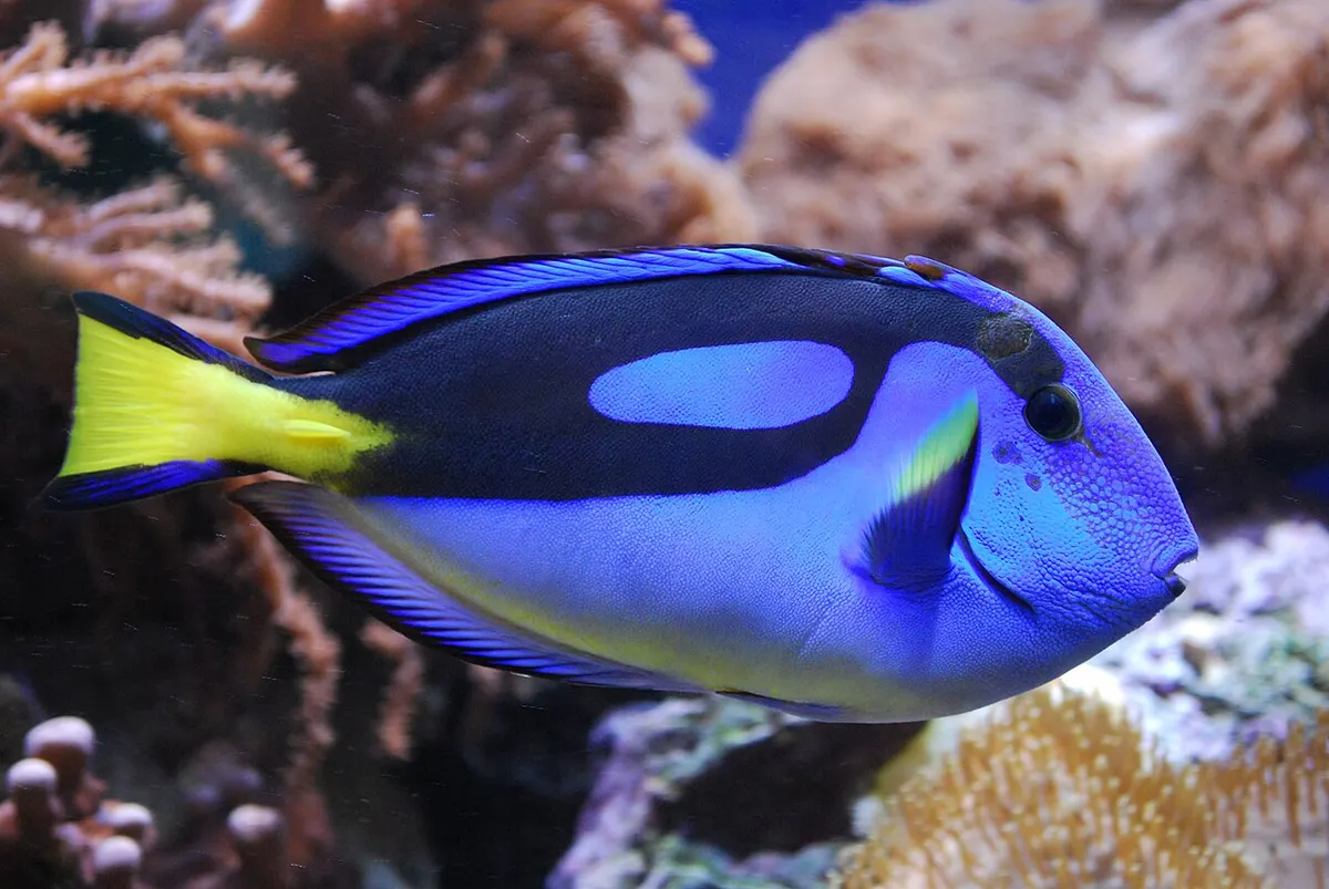 Palette Surgeonfish (Blue Tang)