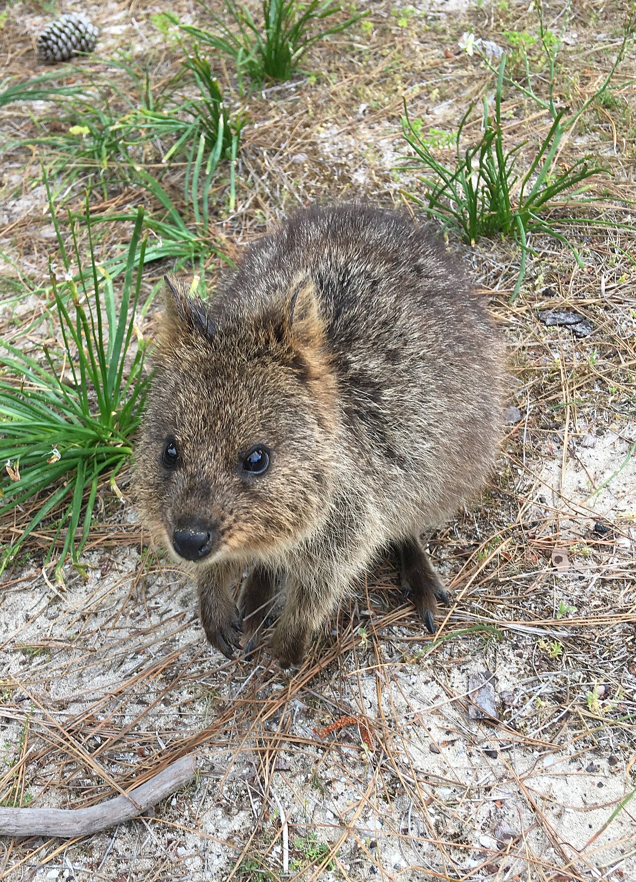 Quokka