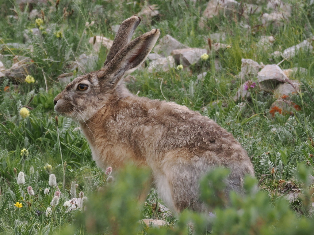 Woolly Hare