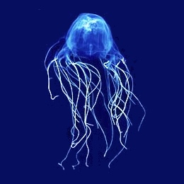 Box Jellyfish