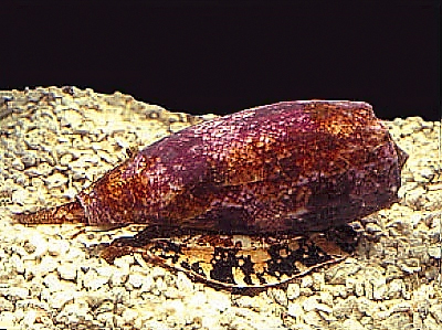 Geographer Cone Snail