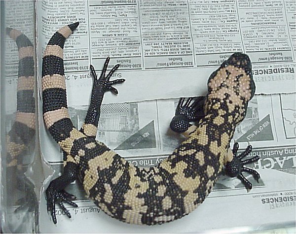 Gila Monster
