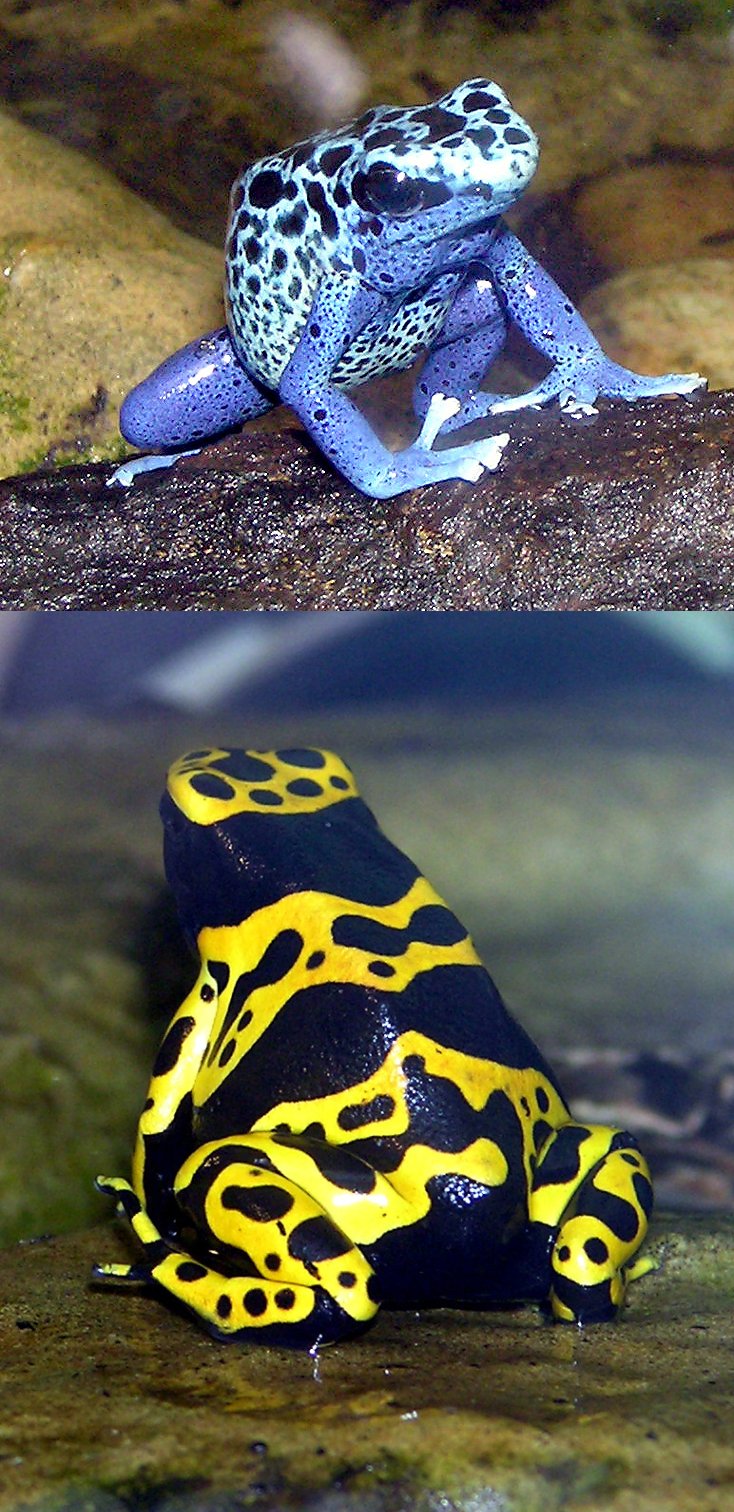 Golden Poison Frog