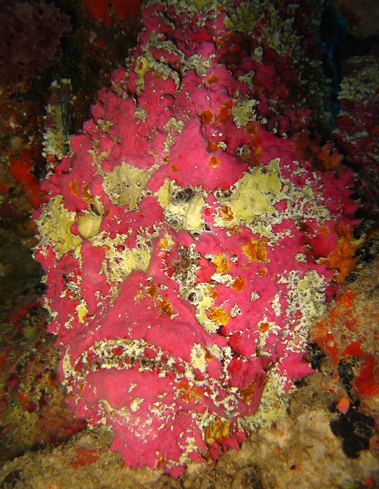 Reef Stonefish