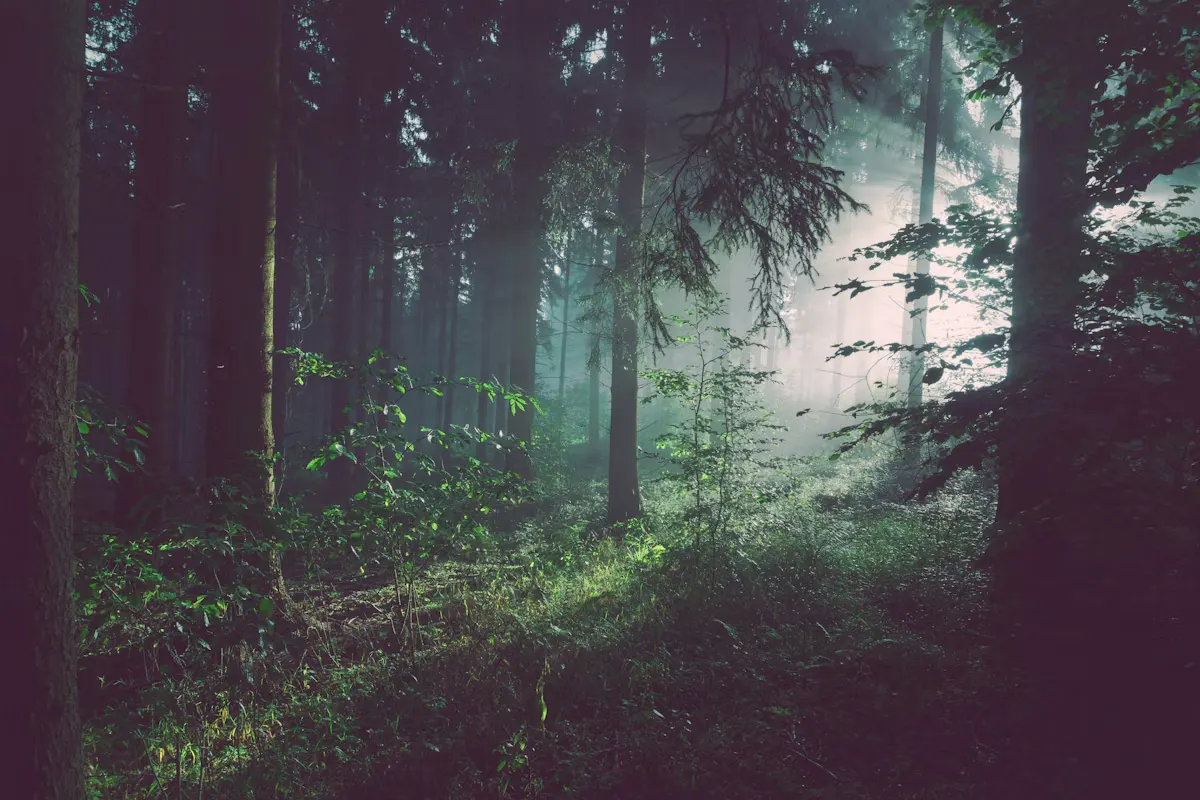 North American Boreal & Temperate Forests
