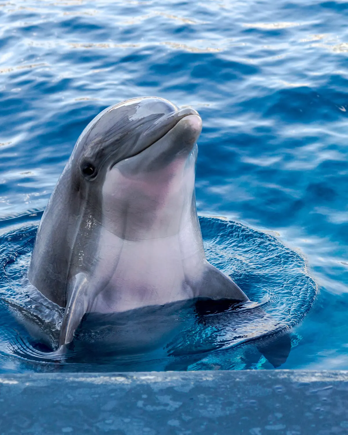 Amazon River Dolphin (Boto)