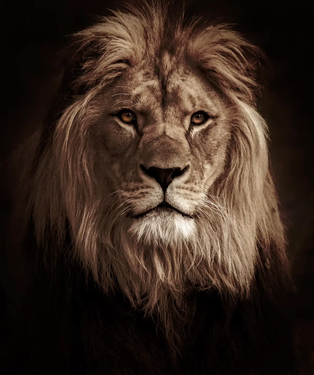 African Lion