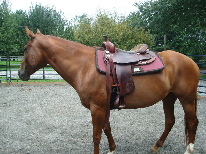Quarter Horse