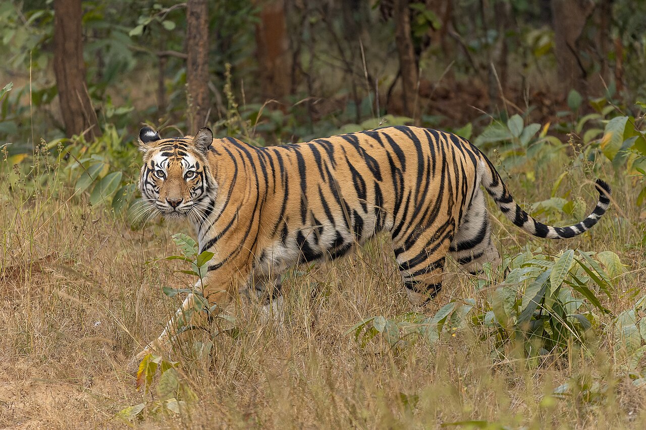 Bengal Tiger