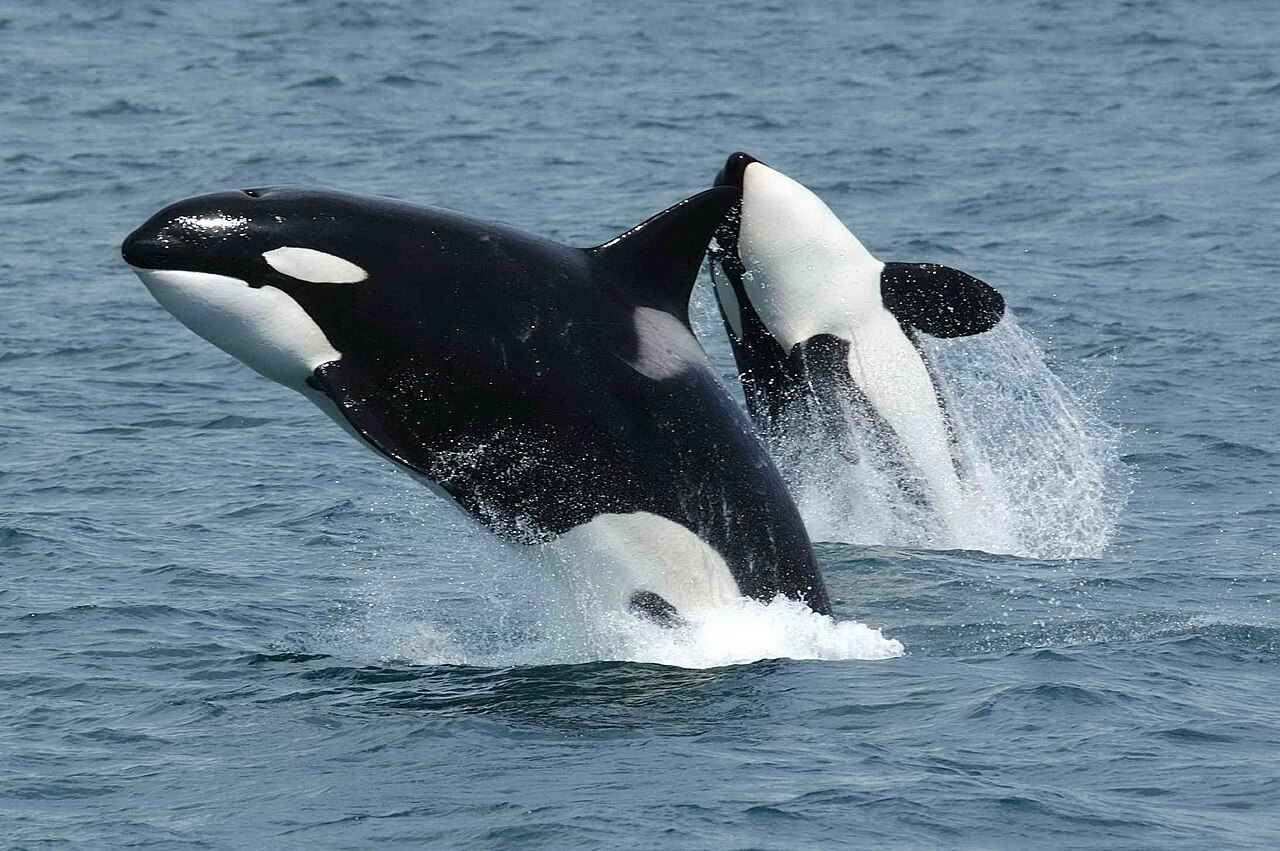 Orca (Killer Whale)