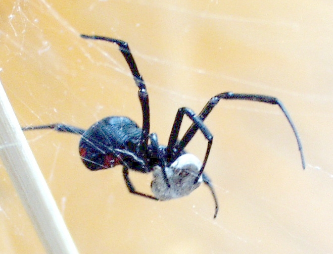 Southern Black Widow
